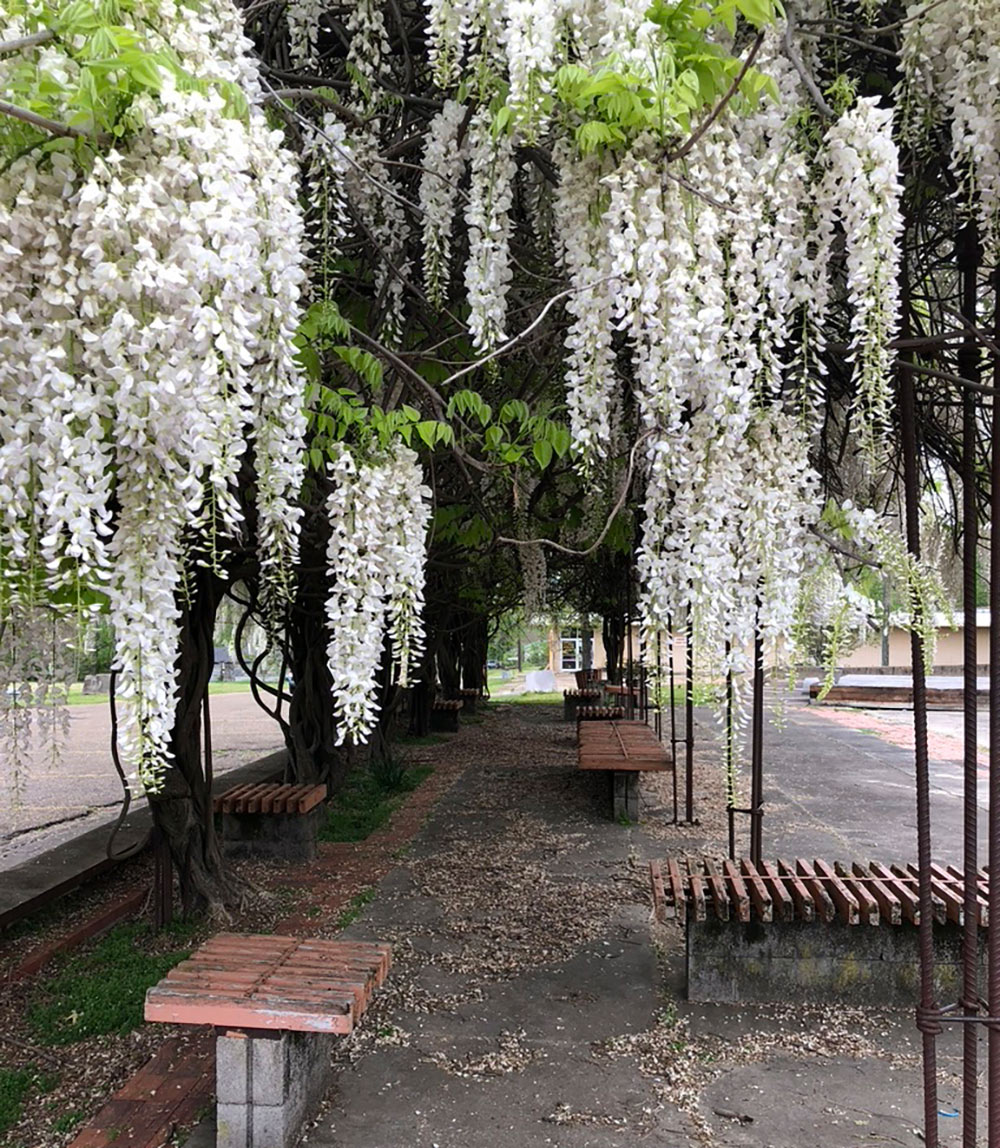 wisteria growing in park